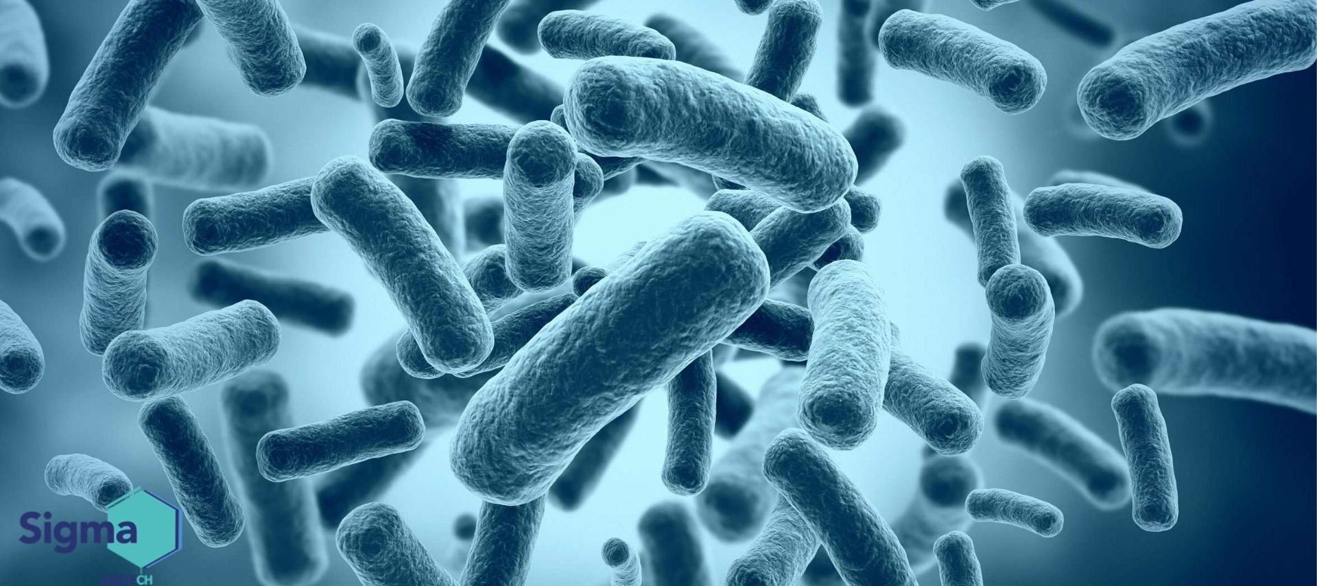 Probióticos y salud intestinal